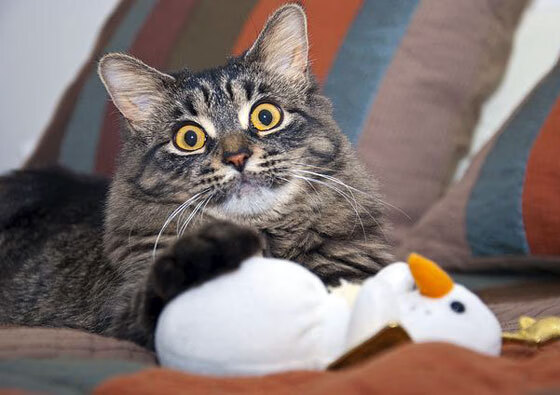 辛纳关键制胜,ATP总决赛轻取蒙特卡洛大师赛冠军的辉煌一役