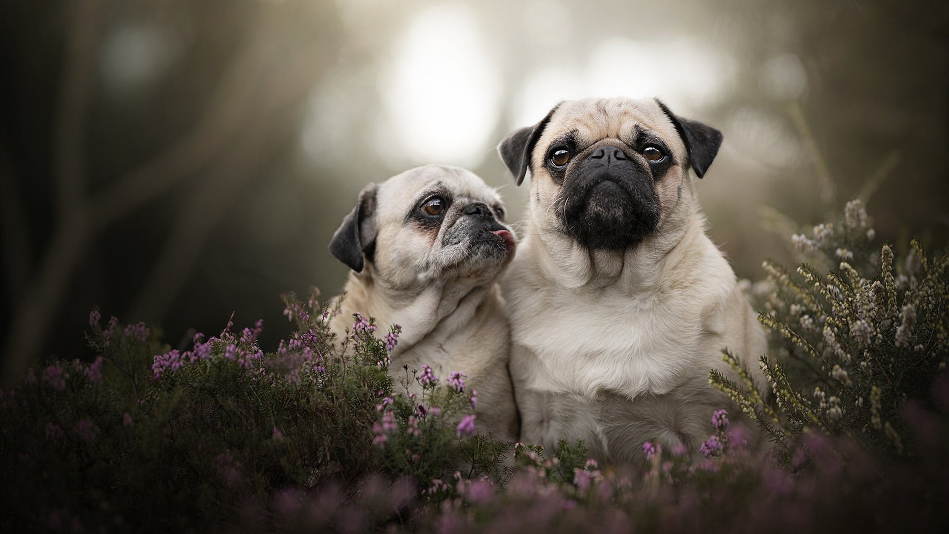 乒乓双雄，韩国队碾压瑞典队展锋芒，马龙带队取胜续传奇