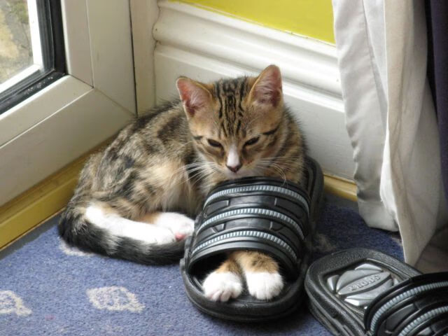 极速对决，从F1年度争冠焦点战到76人速胜勇士的速度哲学