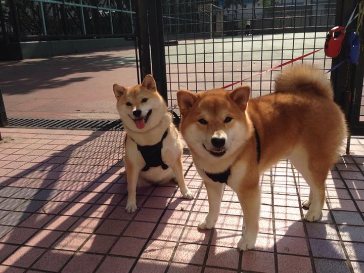 被低估者的觉醒，罗马绝境重生与德里赫特的关键接管