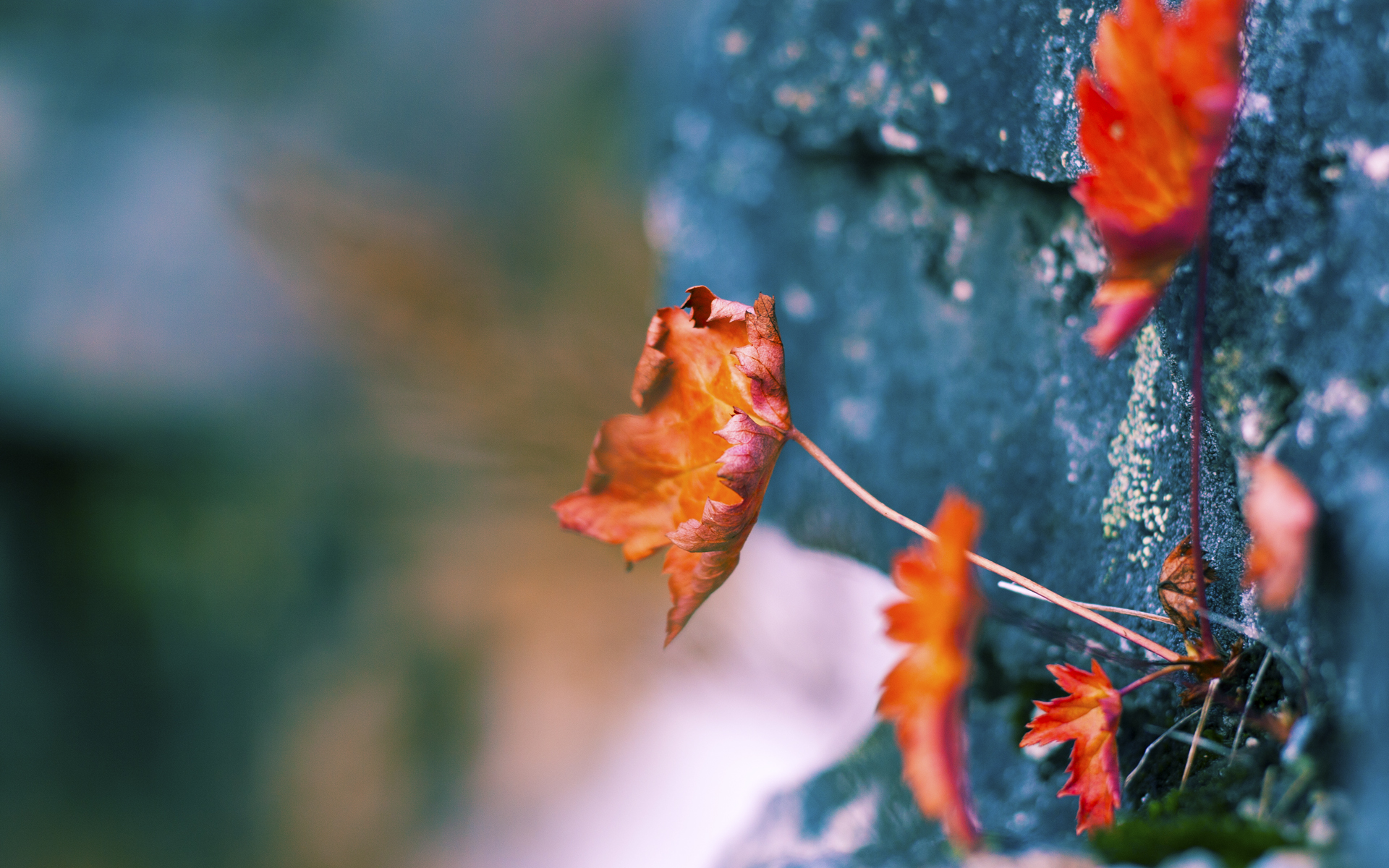 当战术的刀锋划破紫百合的咽喉,塞维利亚如何用窒息术为欧联杯写注脚