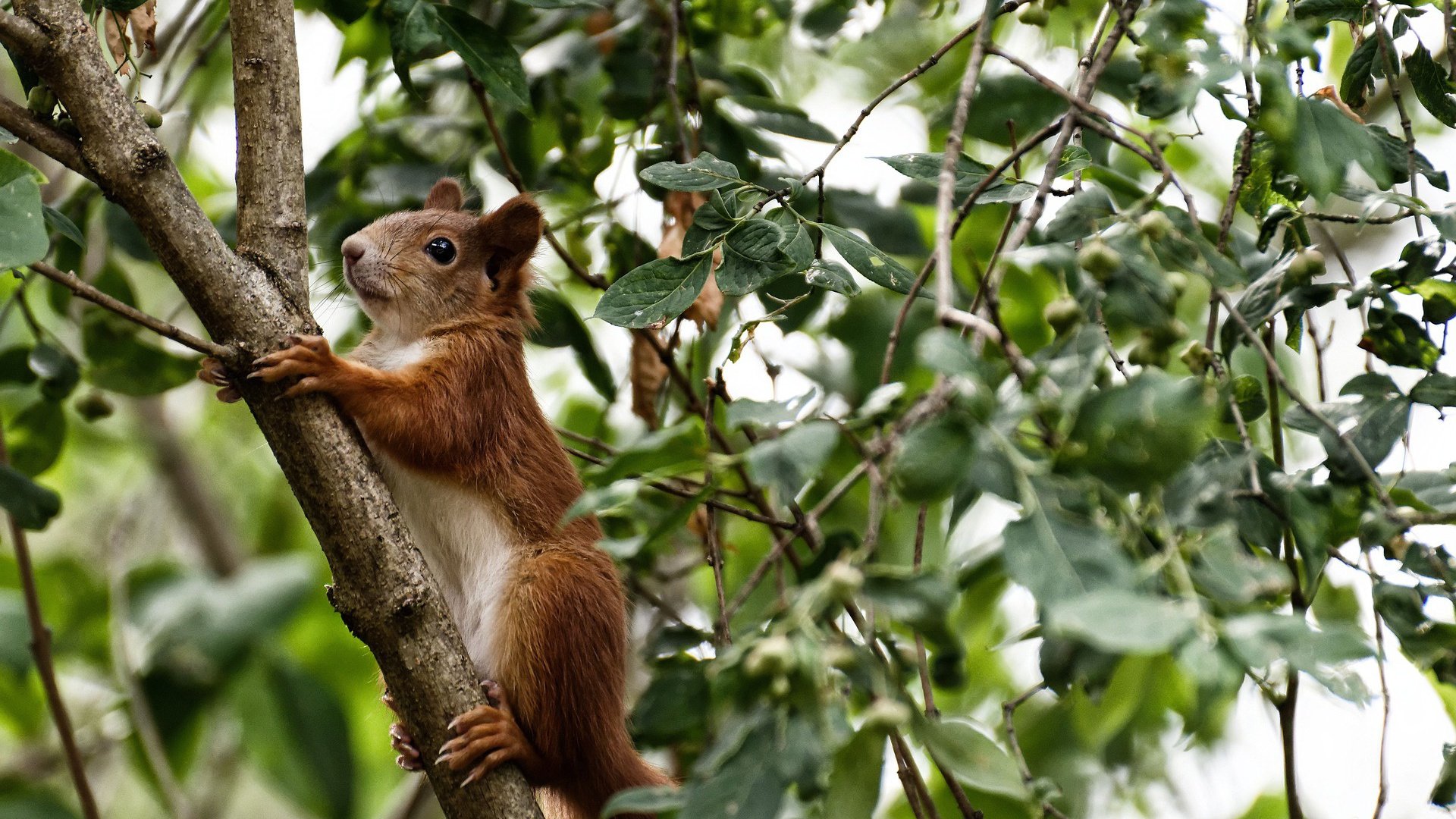 年度焦点战揭秘，莱比锡红牛淘汰赛过关，秘鲁神话终结