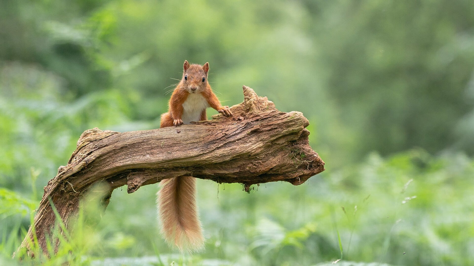 冰火对决，班凯罗的熔岩突破与鹈鹕的烈火燎原