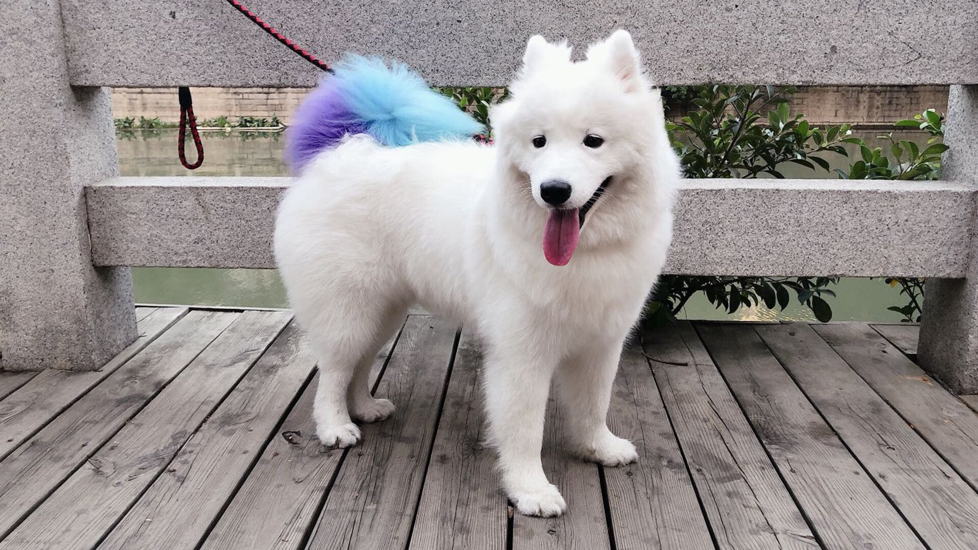 绿茵场的赛道狂飙，皇家社会战术击溃巴黎，莫德里奇以F1式接管演绎年度争冠