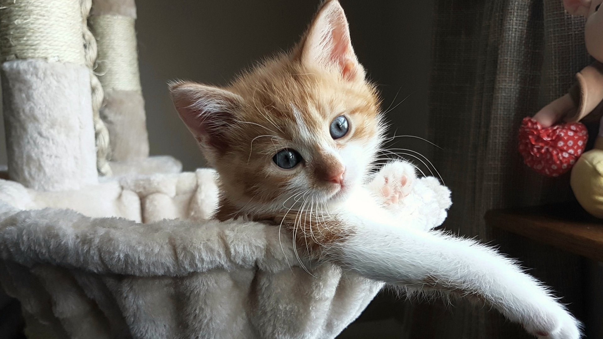 双重证明,戈贝尔以明镜之道照亮焦点,马刺以无我为剑力克国王