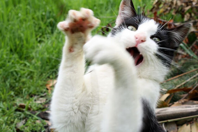 孙兴慜附体,那场用孤独点燃大陆火种的洲际对话