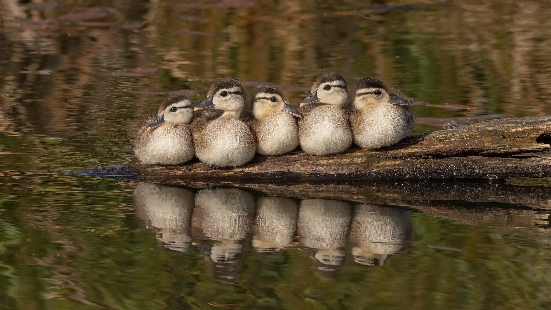 当欧冠决赛变成国家战争,委内瑞拉如何在一夜之间改写足球历史?
