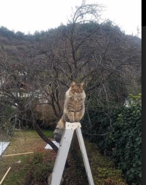 凡人弑神，当苏亚雷斯的子弹与亚特兰大的铁蹄，同时碾碎英格兰的傲慢