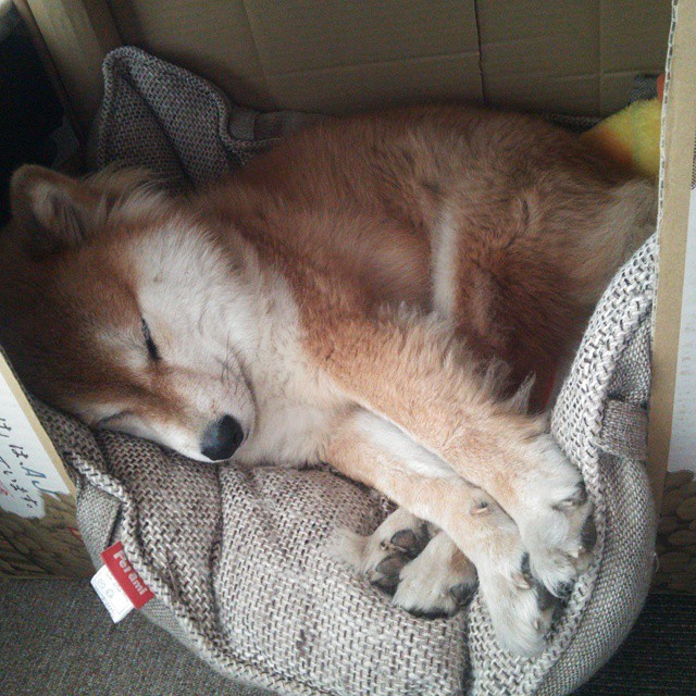 伊布战术支点引爆南美风暴,厄瓜多尔三线联动稳稳拿下北欧神话