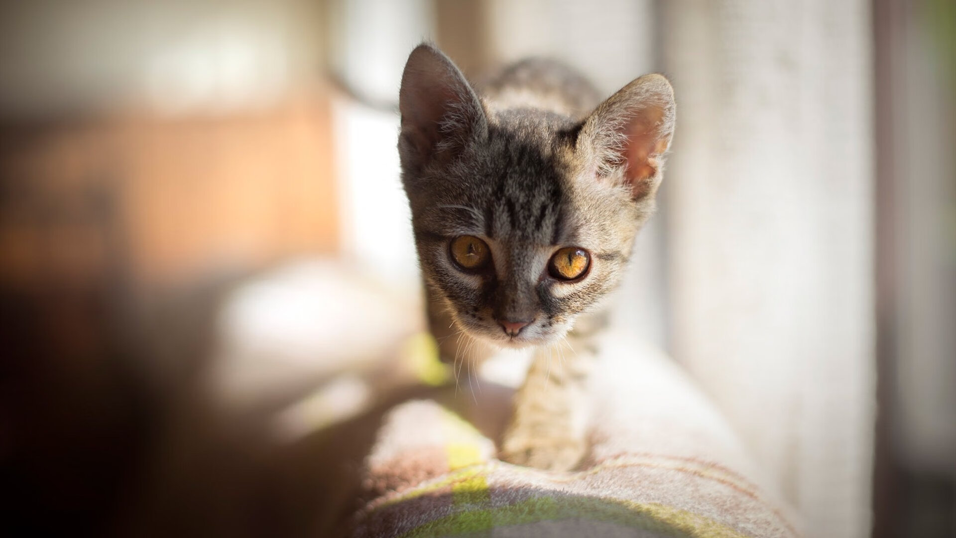 双线鏖战，当圣西罗的月光照亮休斯顿的篮筐