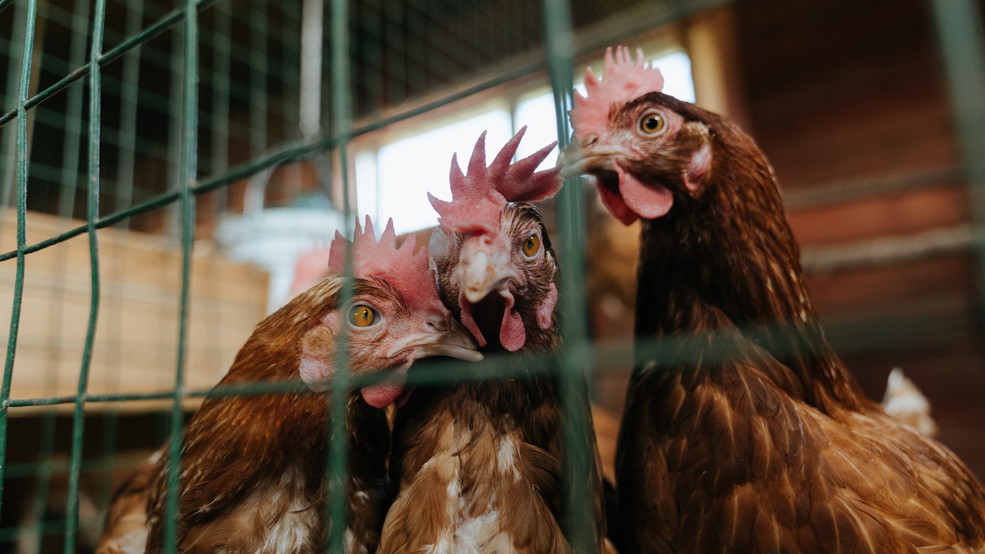 双线鏖战，当圣西罗的月光照亮休斯顿的篮筐