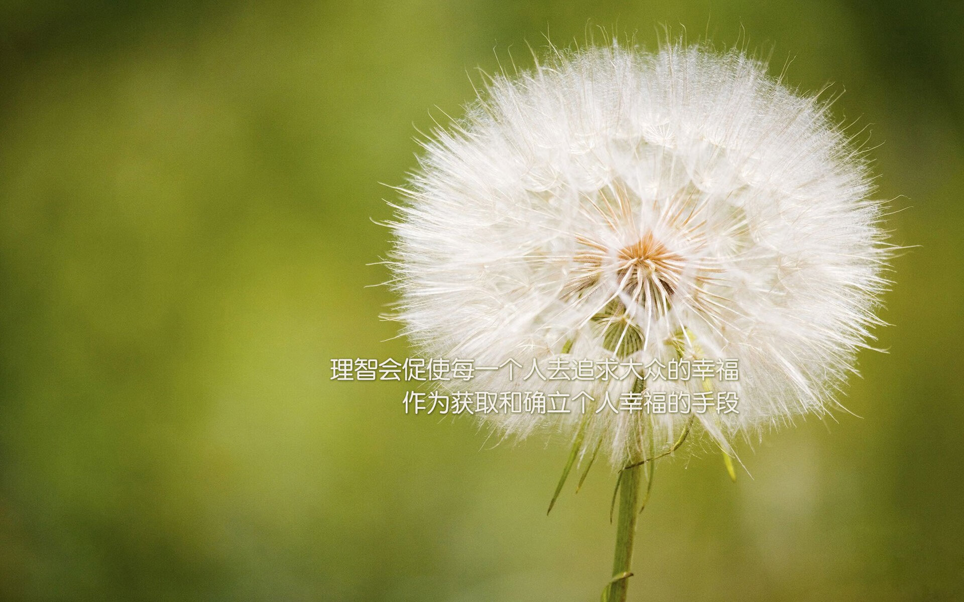 小贾伦·杰克逊深圳版统治力,当东方基因在NBA赛场炸裂