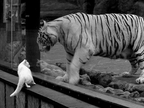 车轮上的文明冲突,F1迈阿密站上演美国野性冲垮葡萄牙智慧焦点战