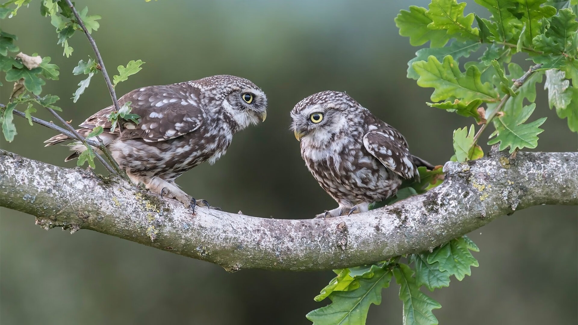 年度焦点之战,勇士强势晋级,黄蜂虽败犹荣