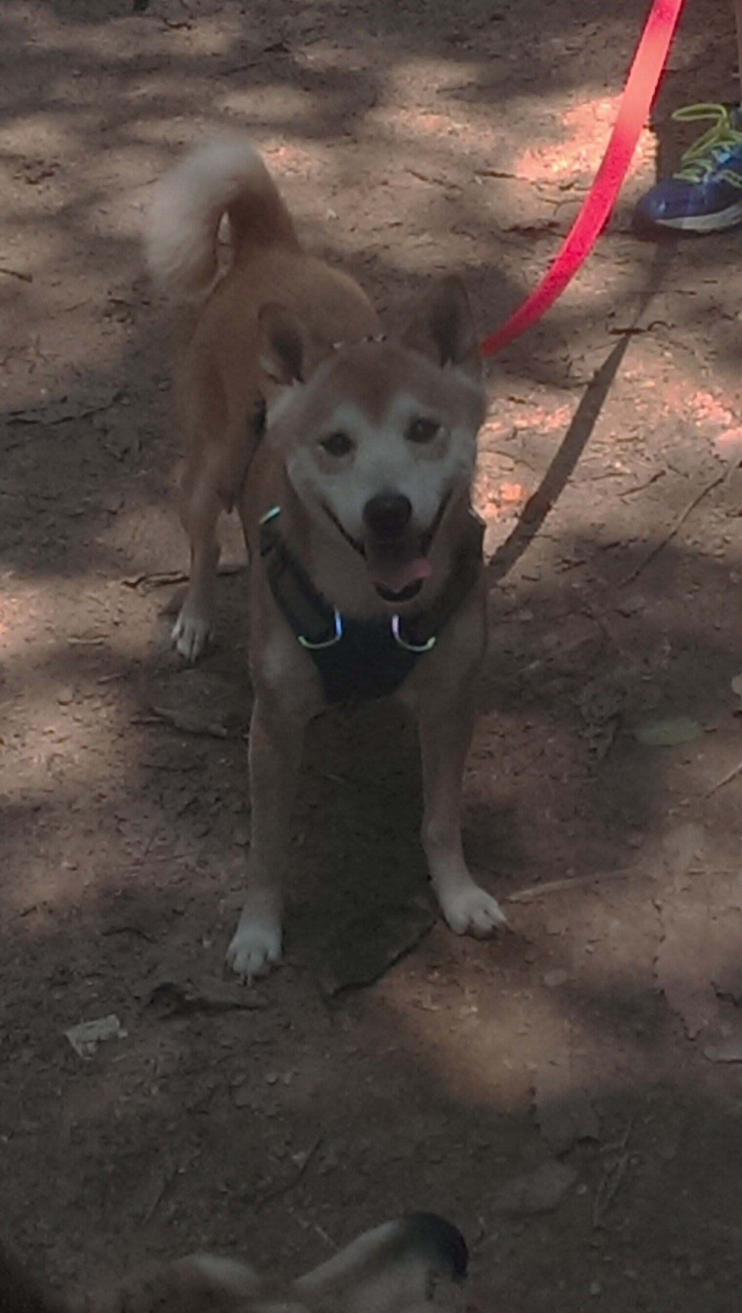 贝恩,节奏掌控者,步行者瓦解上海队防线背后的胜负哲学