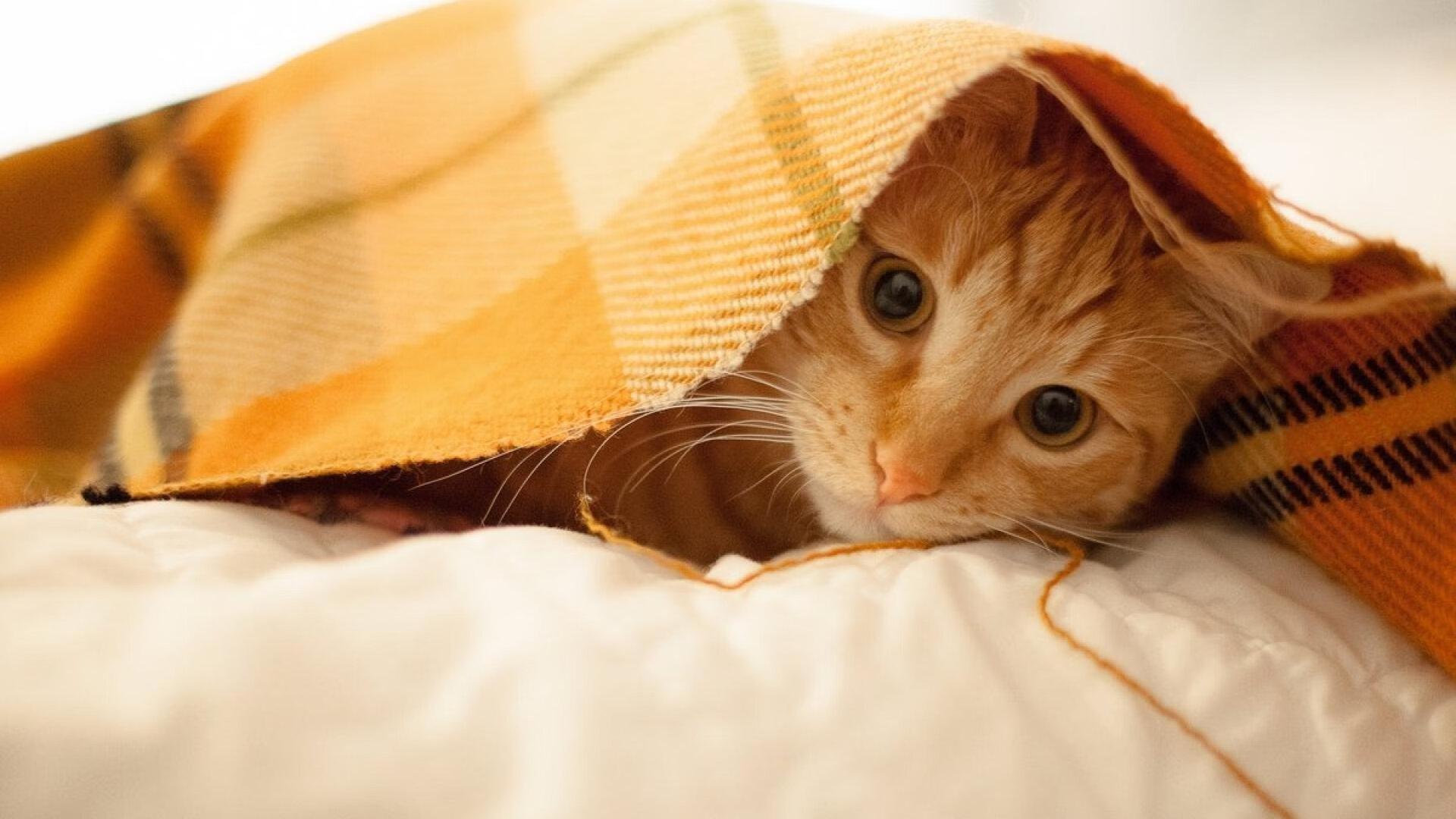 赛博心脏，当F1引擎与恩比德的脚步在同一天达到临界点