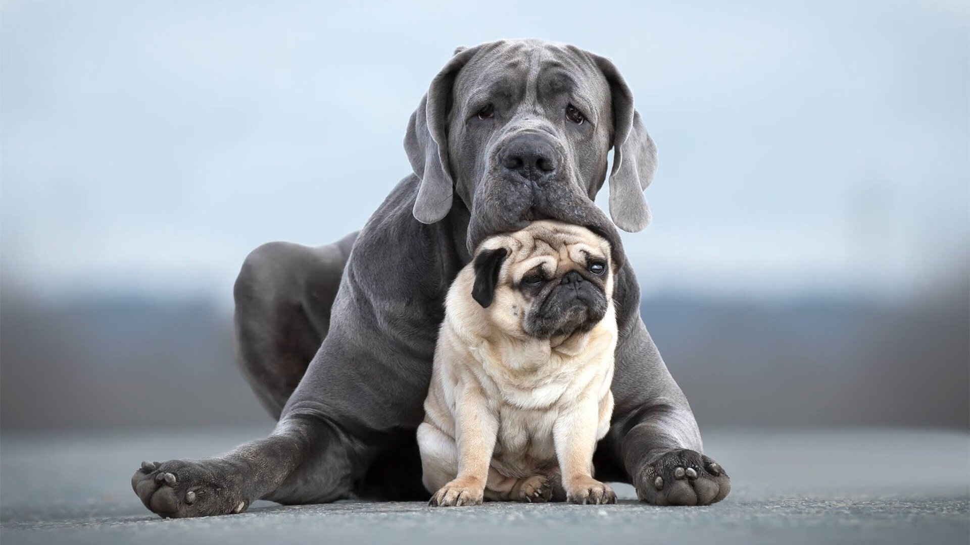 年度焦点之战，法比尼奥—大场面先生