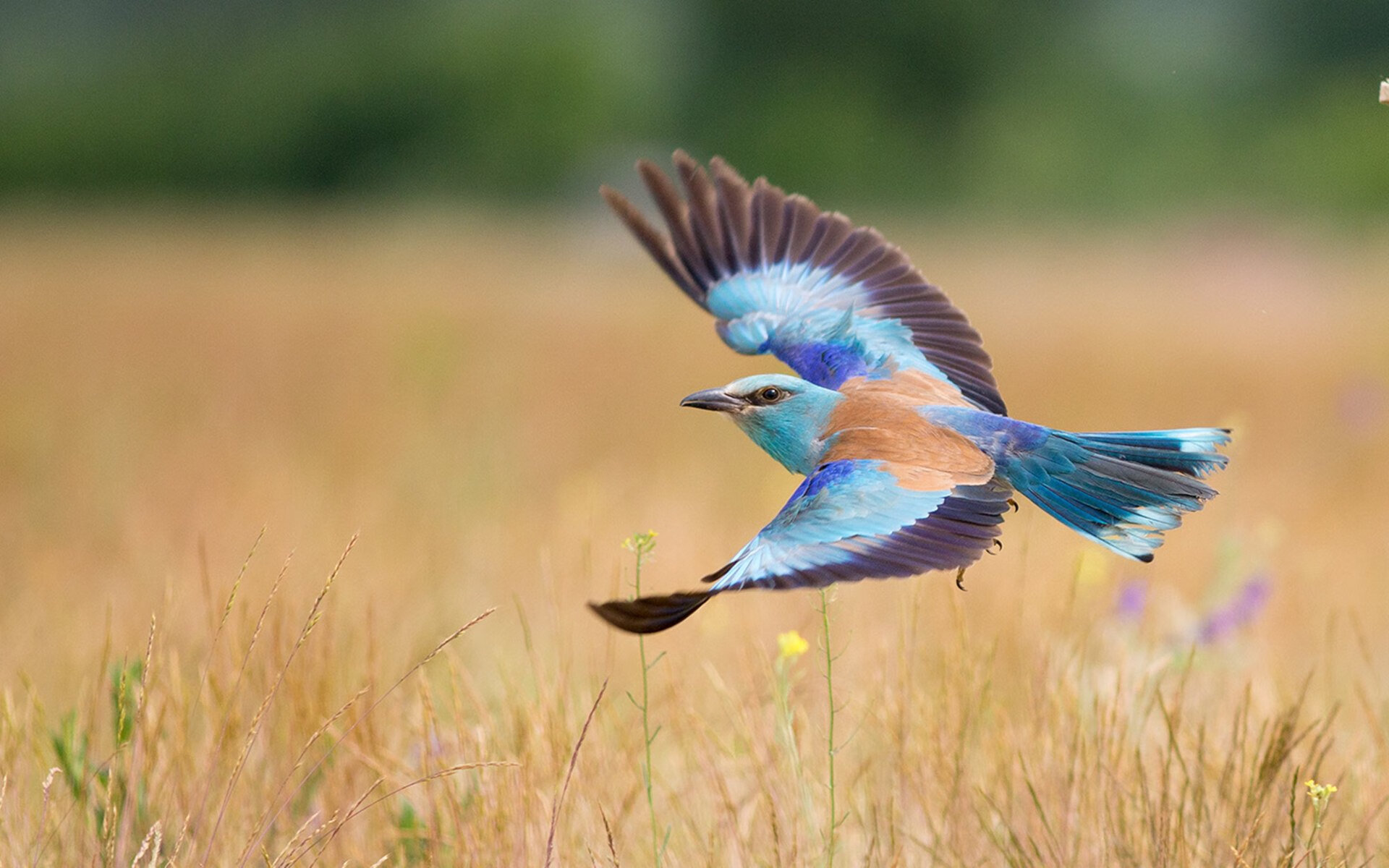 班凯罗掀起进攻风暴，奇才以团队铁拳强势击溃吉林